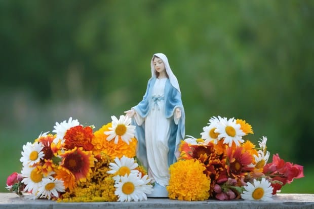 , 5 Fleurs faciles à faire pousser pour orner votre jardin Mary ce printemps
avec une requête au petit jour.