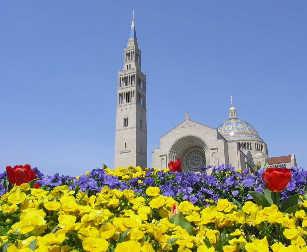 Une photo d'archive montre des fleurs printanières qui s'épanouissent à l'extérieur de la basilique du sanctuaire national de l'Immaculée Conception à Washington.